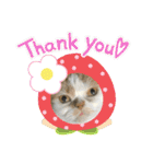 umeshima - cat life -（個別スタンプ：24）