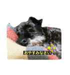 シュナウザーのエドワードくんが行く（個別スタンプ：3）