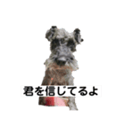 シュナウザーのエドワードくんが行く（個別スタンプ：8）