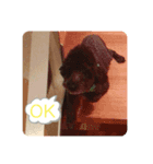 バディー★（個別スタンプ：1）