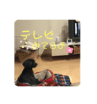バディー★（個別スタンプ：7）