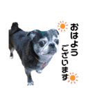 愛犬スタンプ 敬語編（個別スタンプ：1）