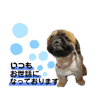 愛犬スタンプ 敬語編（個別スタンプ：2）