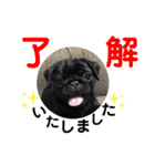 愛犬スタンプ 敬語編（個別スタンプ：3）