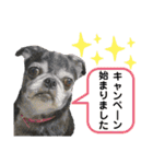 愛犬スタンプ 敬語編（個別スタンプ：5）