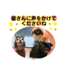 愛犬スタンプ 敬語編（個別スタンプ：6）