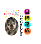 愛犬スタンプ 敬語編（個別スタンプ：8）