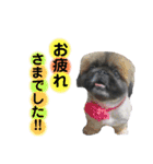 愛犬スタンプ 敬語編（個別スタンプ：10）