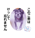 愛犬スタンプ 敬語編（個別スタンプ：11）