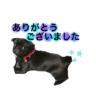 愛犬スタンプ 敬語編（個別スタンプ：13）