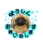 愛犬スタンプ 敬語編（個別スタンプ：14）
