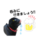 愛犬スタンプ 敬語編（個別スタンプ：17）