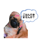 愛犬スタンプ 敬語編（個別スタンプ：18）