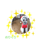 toyo dog（個別スタンプ：6）