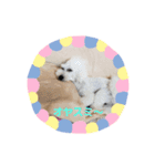 toyo dog（個別スタンプ：7）