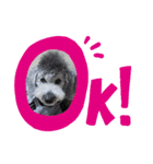 toyo dog（個別スタンプ：8）