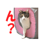 トーフとゆば（個別スタンプ：3）