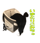トーフとゆば（個別スタンプ：11）