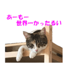 トーフとゆば（個別スタンプ：13）