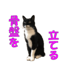 トーフとゆば（個別スタンプ：15）