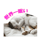 トーフとゆば（個別スタンプ：17）
