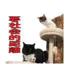 トーフとゆば（個別スタンプ：18）
