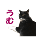 トーフとゆば（個別スタンプ：19）