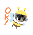 家族のモコ！（個別スタンプ：5）