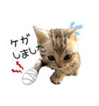 子猫の生活 2020（個別スタンプ：1）