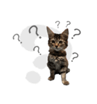 子猫の生活 2020（個別スタンプ：2）