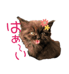子猫の生活 2020（個別スタンプ：4）