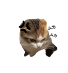 子猫の生活 2020（個別スタンプ：5）