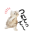 子猫の生活 2020（個別スタンプ：6）