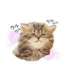 子猫の生活 2020（個別スタンプ：8）
