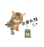 子猫の生活 2020（個別スタンプ：10）