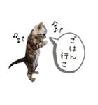 子猫の生活 2020（個別スタンプ：11）