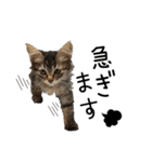 子猫の生活 2020（個別スタンプ：12）