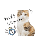 子猫の生活 2020（個別スタンプ：15）