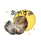 子猫の生活 2020（個別スタンプ：18）