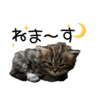 子猫の生活 2020（個別スタンプ：19）