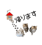 子猫の生活 2020（個別スタンプ：20）