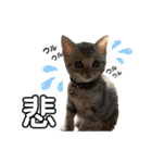 子猫の生活 2020（個別スタンプ：21）