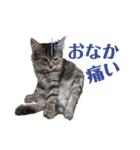子猫の生活 2020（個別スタンプ：22）