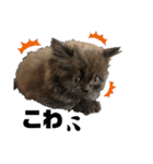 子猫の生活 2020（個別スタンプ：24）