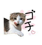 子猫の生活 2020（個別スタンプ：25）