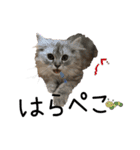 子猫の生活 2020（個別スタンプ：26）