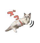 子猫の生活 2020（個別スタンプ：27）