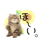 子猫の生活 2020（個別スタンプ：28）