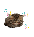 子猫の生活 2020（個別スタンプ：30）