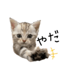 子猫の生活 2020（個別スタンプ：31）